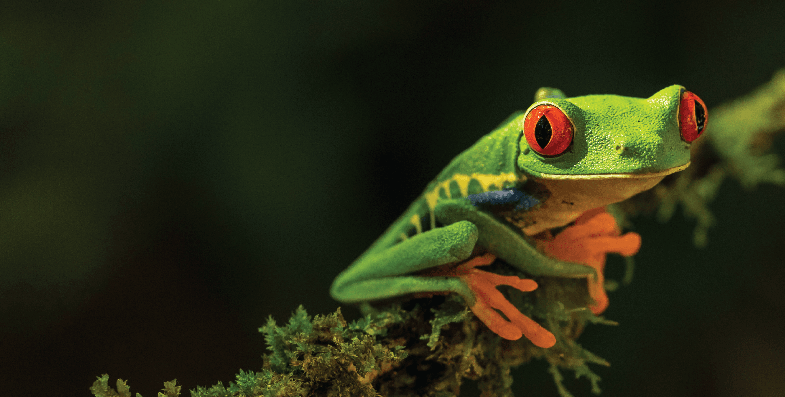 Rana de ojos rojos sobre musgo — fauna emblemática de Costa Rica