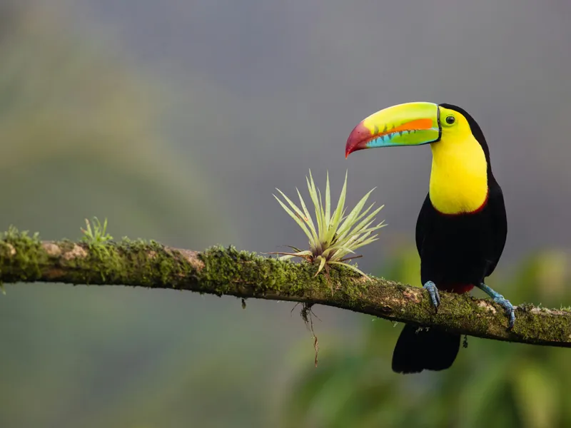 Paisaje de Costa Rica 1