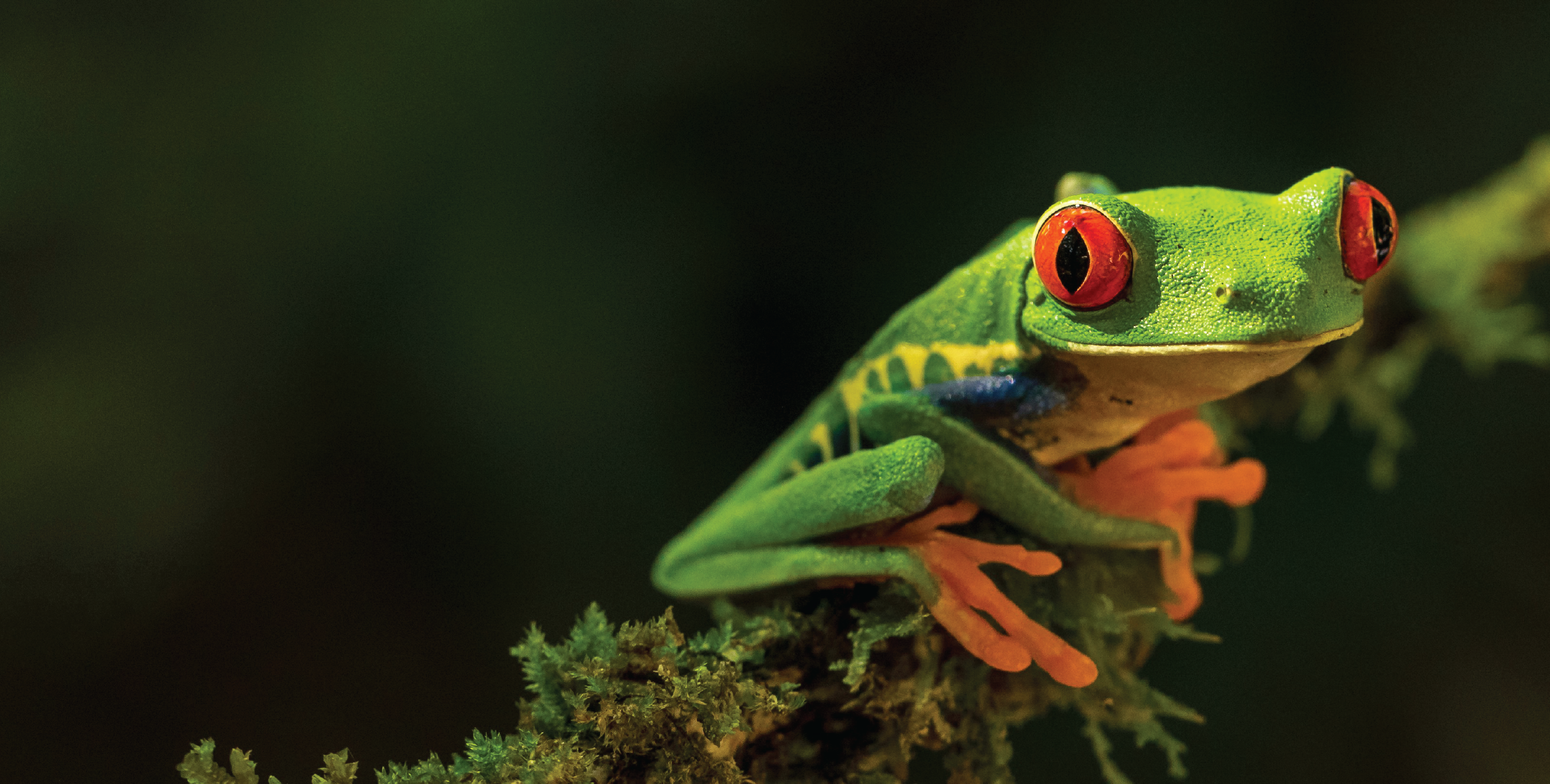 Red-eyed tree frog on moss — emblematic wildlife of Costa Rica